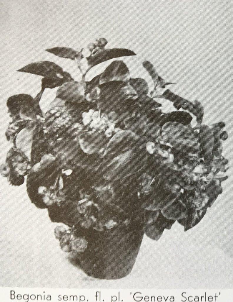 B. ‘Geneva Scarlet’